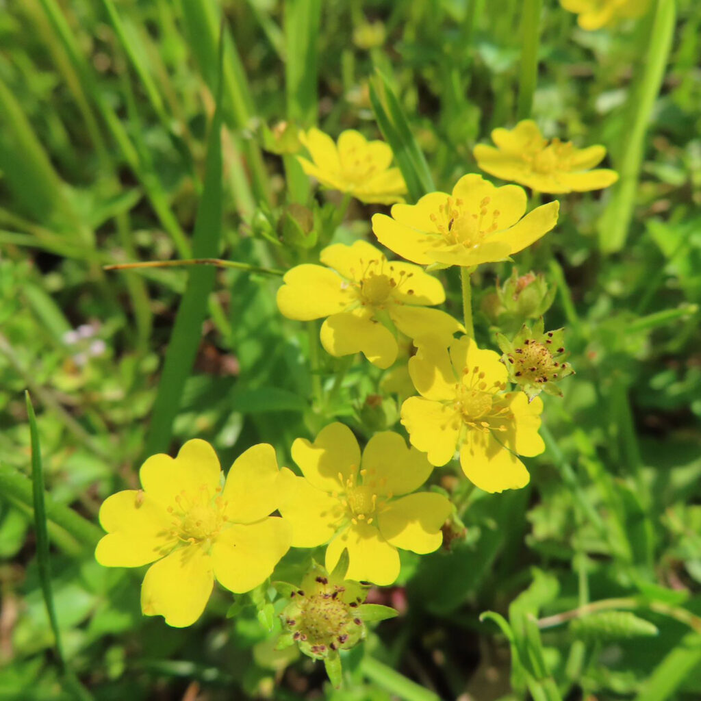 ヘビイチゴが黄色い花を咲かせています