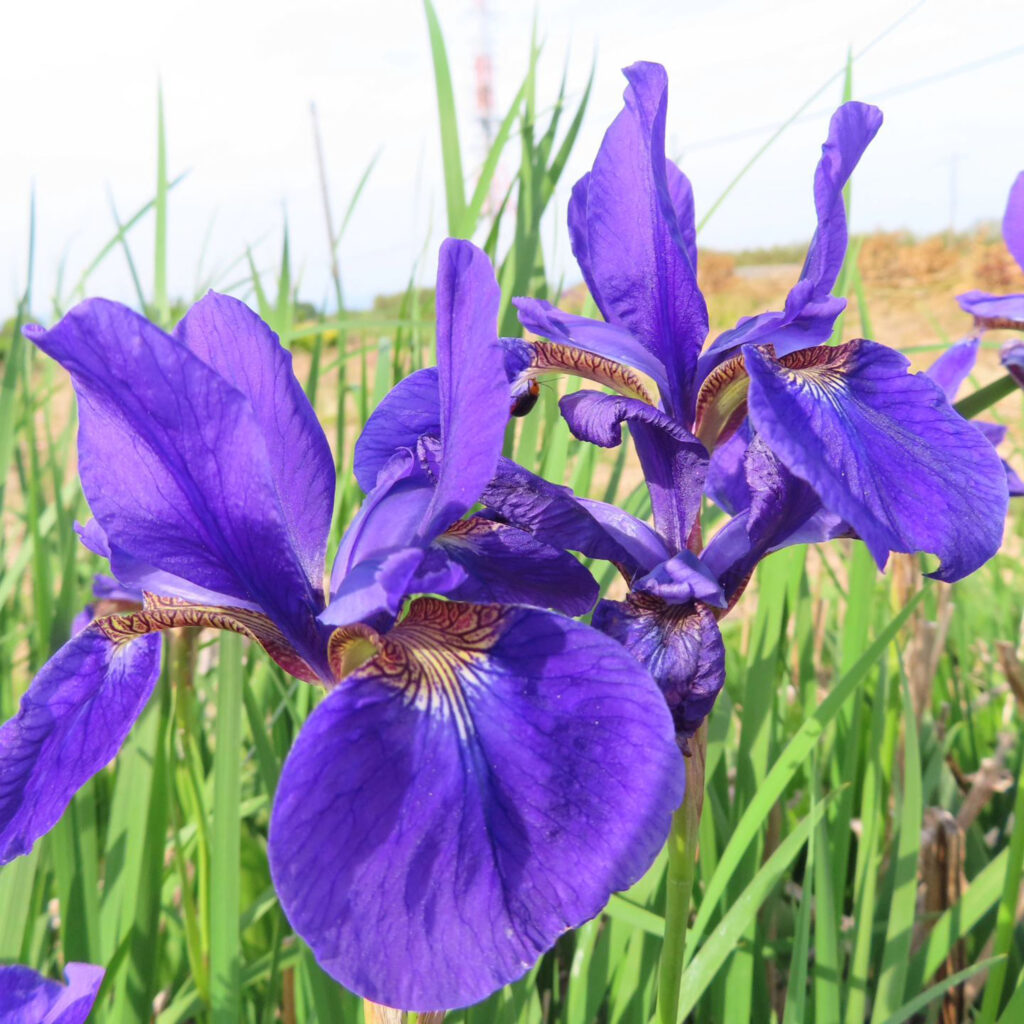 アヤメが紫色の花をさかせています