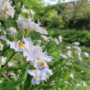 シャガの日陰に咲く文様花を撮影した花写真