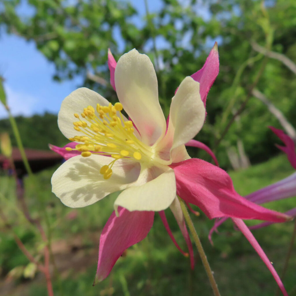 白とピンク色のオダマキの花を斜め横から見ています