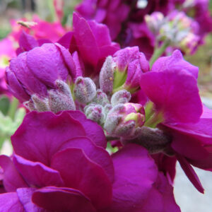 ストックのまっすぐ香る花穂を撮影した花写真