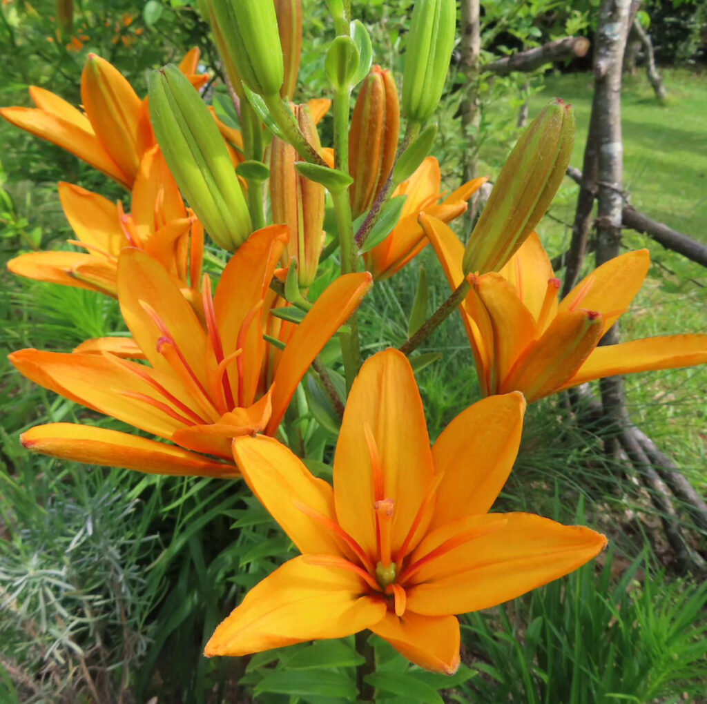 斜め上から見たオレンジリリーの花の集まり