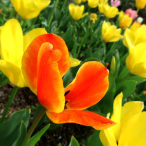 チューリップのターバンに由来する春の球根花を撮影した花写真