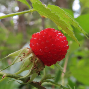 クサイチゴの白花を撮影した花写真