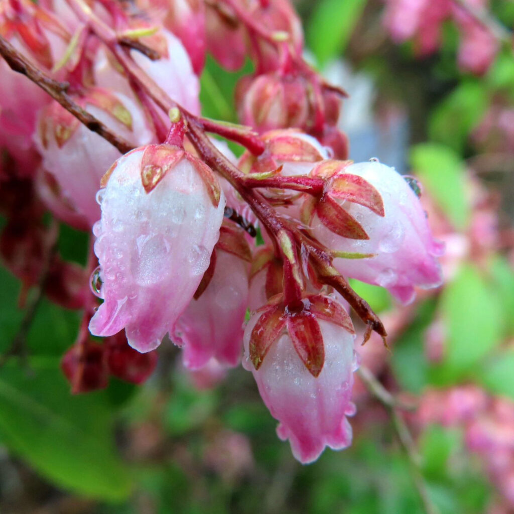 アセビがピンク色の花を咲かせています