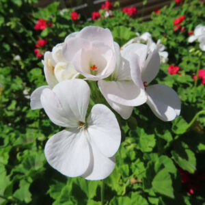 ゼラニウムの天竺葵とくちばし形を撮影した花写真