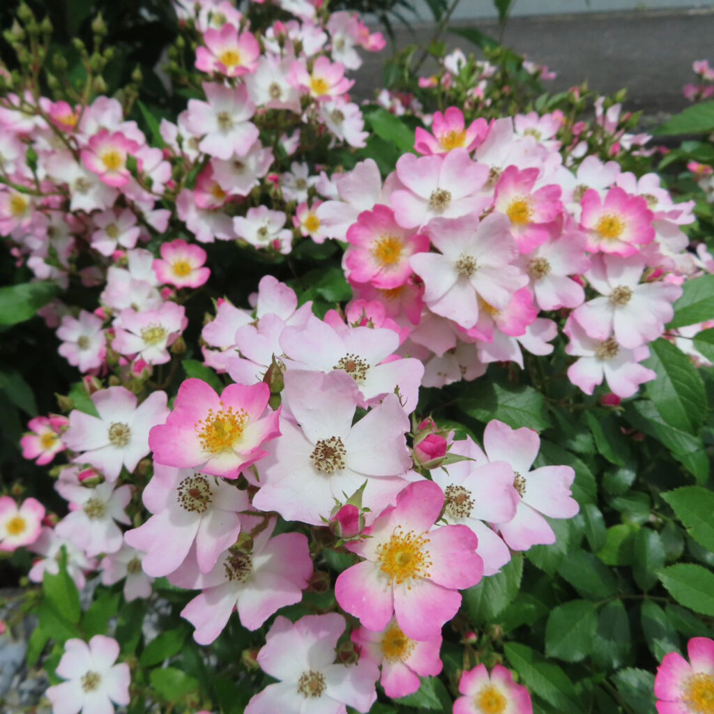 ノイバラがピンクの花を咲かせています