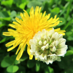 シロツメクサの白詰草とクローバーを撮影した花写真