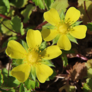 ヘビイチゴの黄色い花を撮影した花写真