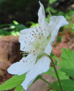クサイチゴの白花を撮影した花写真