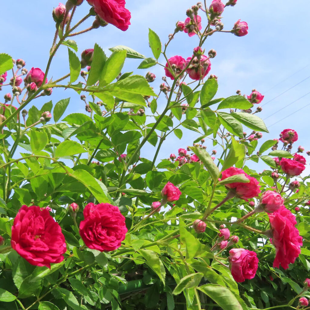 一斉にたくさん開花するピンク色のバラ