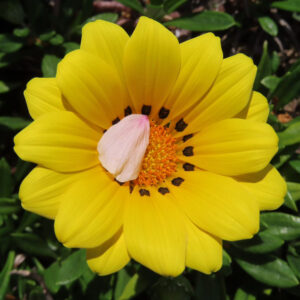 黄色いガザニアの花を真上から撮影した接写写真｜中央に白い花弁が乗った特徴的な構図