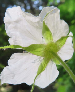 クサイチゴの白花を撮影した花写真