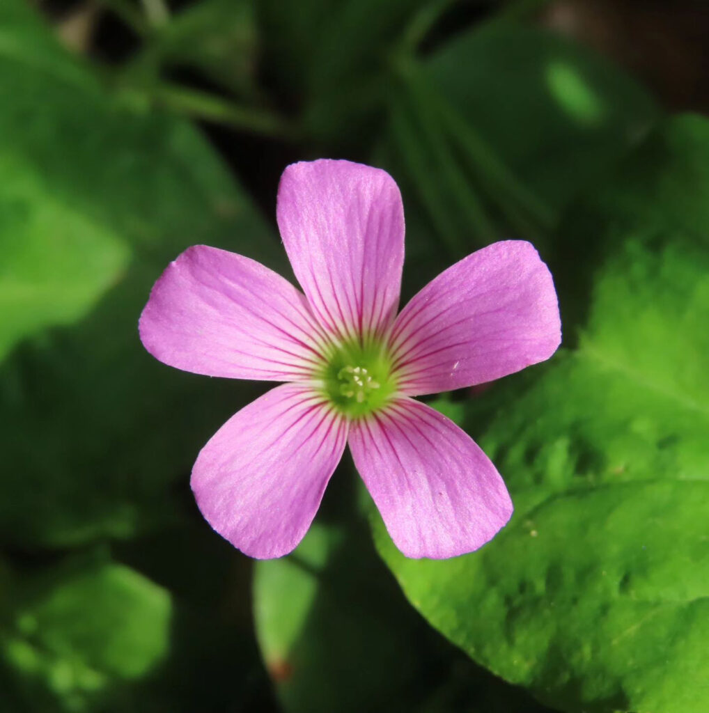 正面から見たムラサキカタバミのピンク色の花