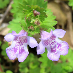 カキドオシの垣を通す春の薄紫花を撮影した花写真