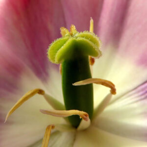 チューリップのターバンに由来する春の球根花を撮影した花写真