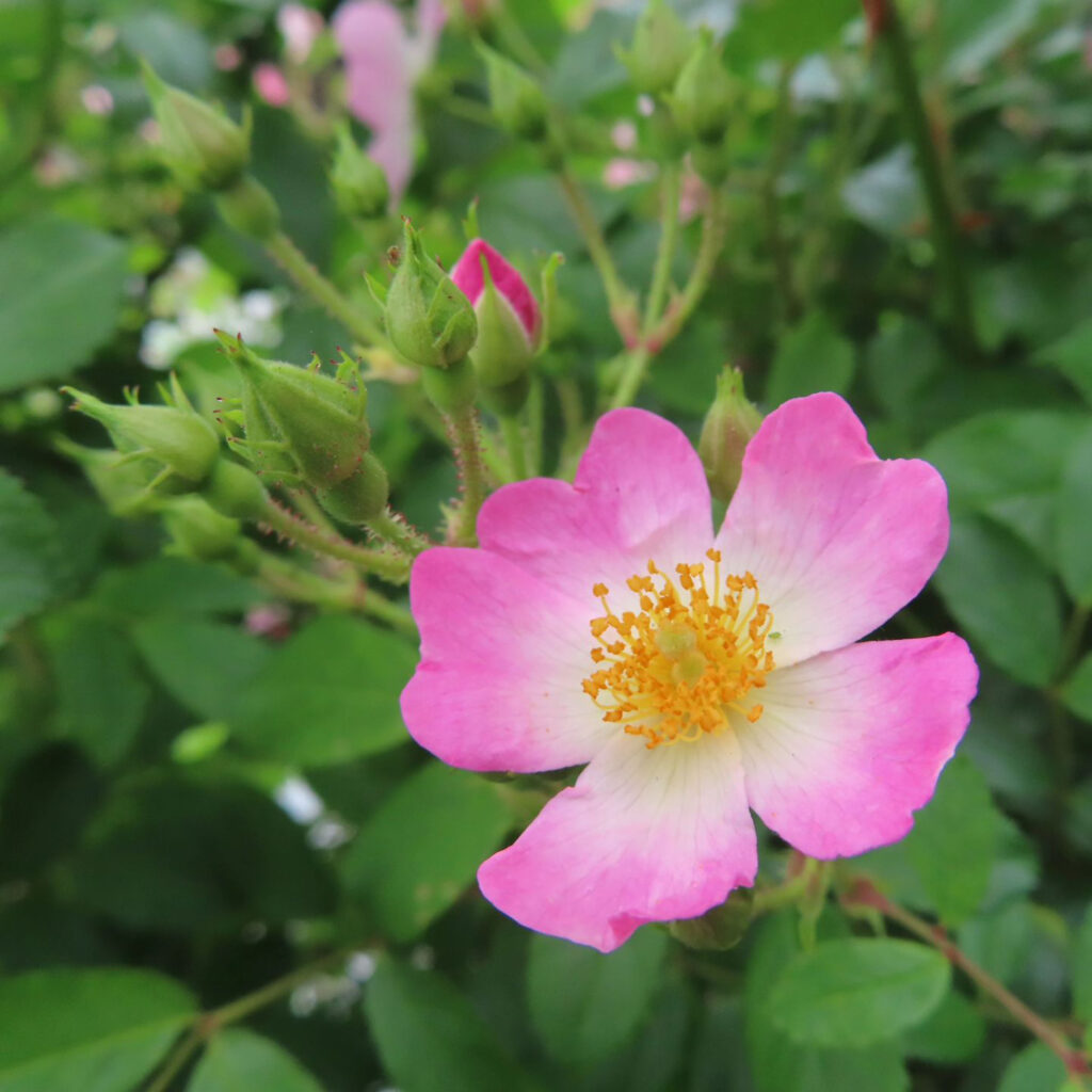 ノイバラがピンクの花を咲かせています