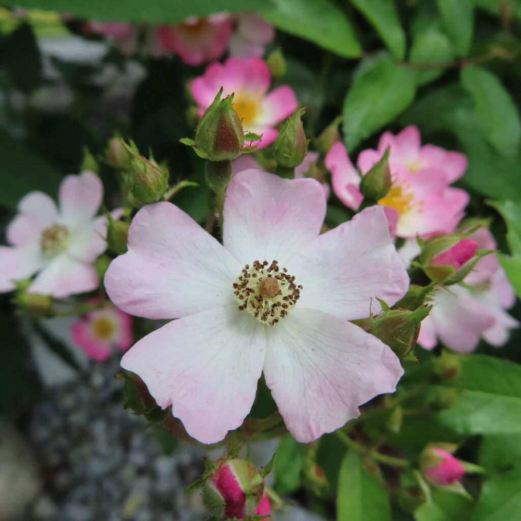 ノイバラがピンクの花を咲かせています