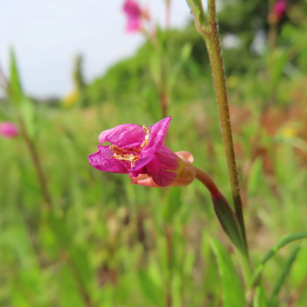 ユウゲショウがピンク色の花を咲かせています