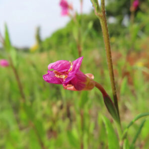 枯れ始めたユウゲショウのしおれた花を接写した終花期の写真
