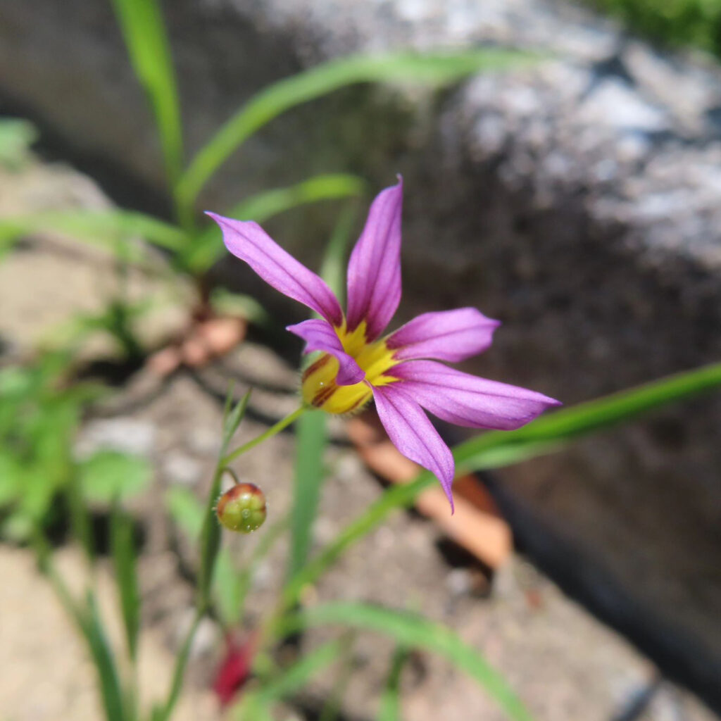 ニワゼキショウが薄紫色の花をさかせています