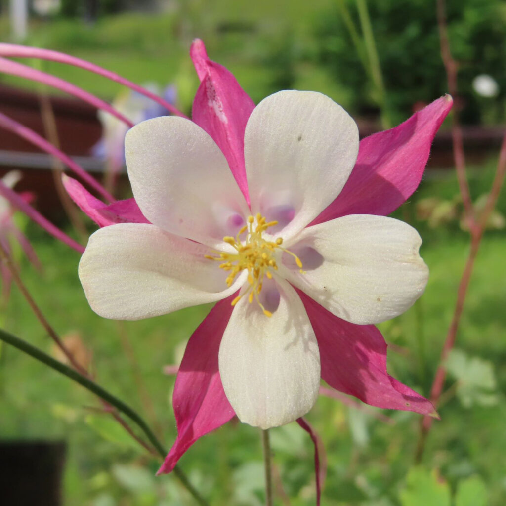 白とピンク色のオダマキの花を正面から見ています