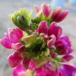 ストックのまっすぐ香る花穂を撮影した花写真