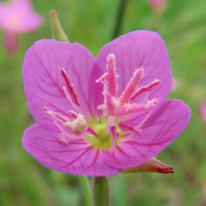 雄しべが花粉をまとい放射状に広がるユウゲショウの鮮明な接写画像