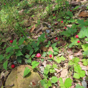 ヘビイチゴの黄色い花を撮影した花写真
