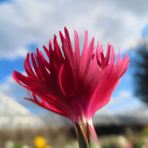 ナデシコの秋の七草を撮影した花写真