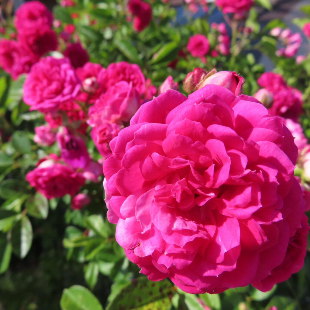 バラがピンク色の花をたくさん咲かせています