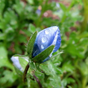 ネモフィラの空色のBaby blue eyesを撮影した花写真