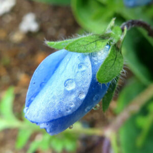 ネモフィラの空色のBaby blue eyesを撮影した花写真