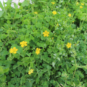 カタバミの片喰の三小葉を撮影した花写真