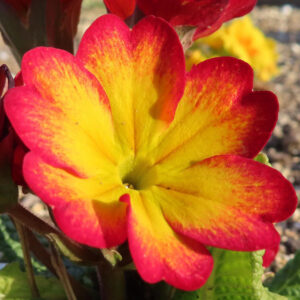 プリムラの春を告げる花を撮影した花写真