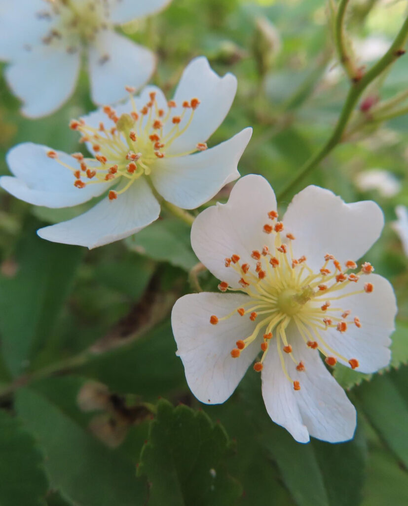 ノイバラが白い花を咲かせています