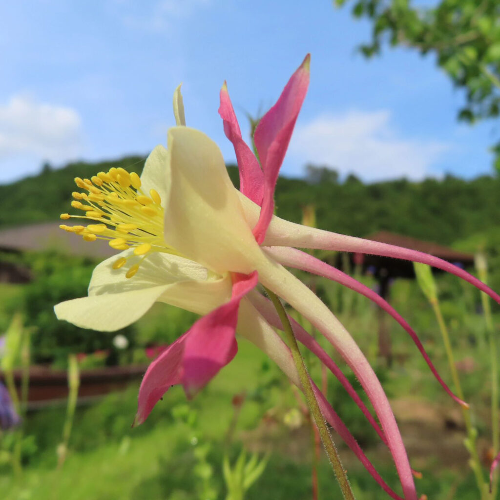 白とピンク色のオダマキの花を横から見ています