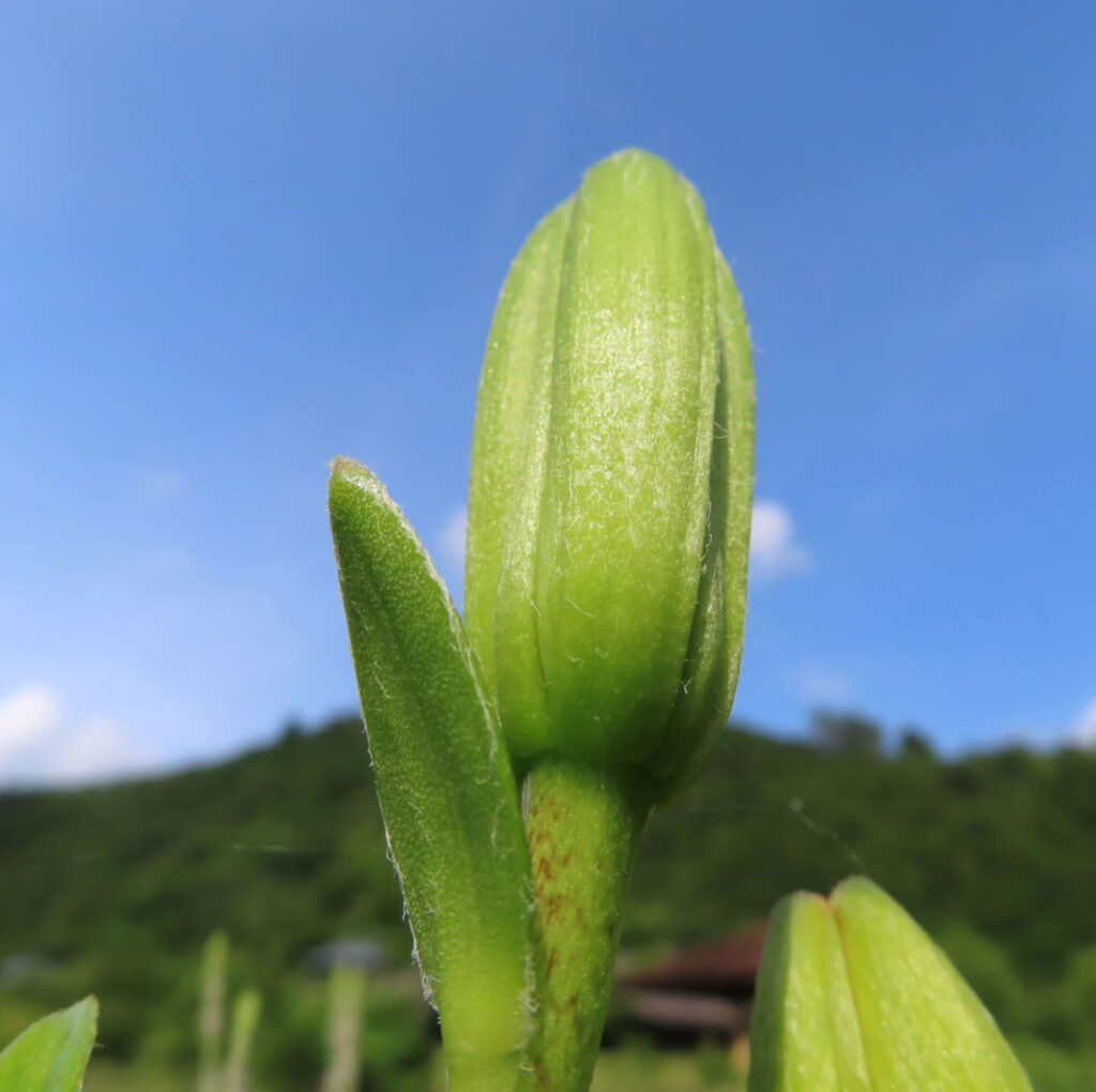 緑色のオレンジリリーの蕾