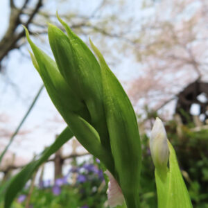 シャガの日陰に咲く文様花を撮影した花写真