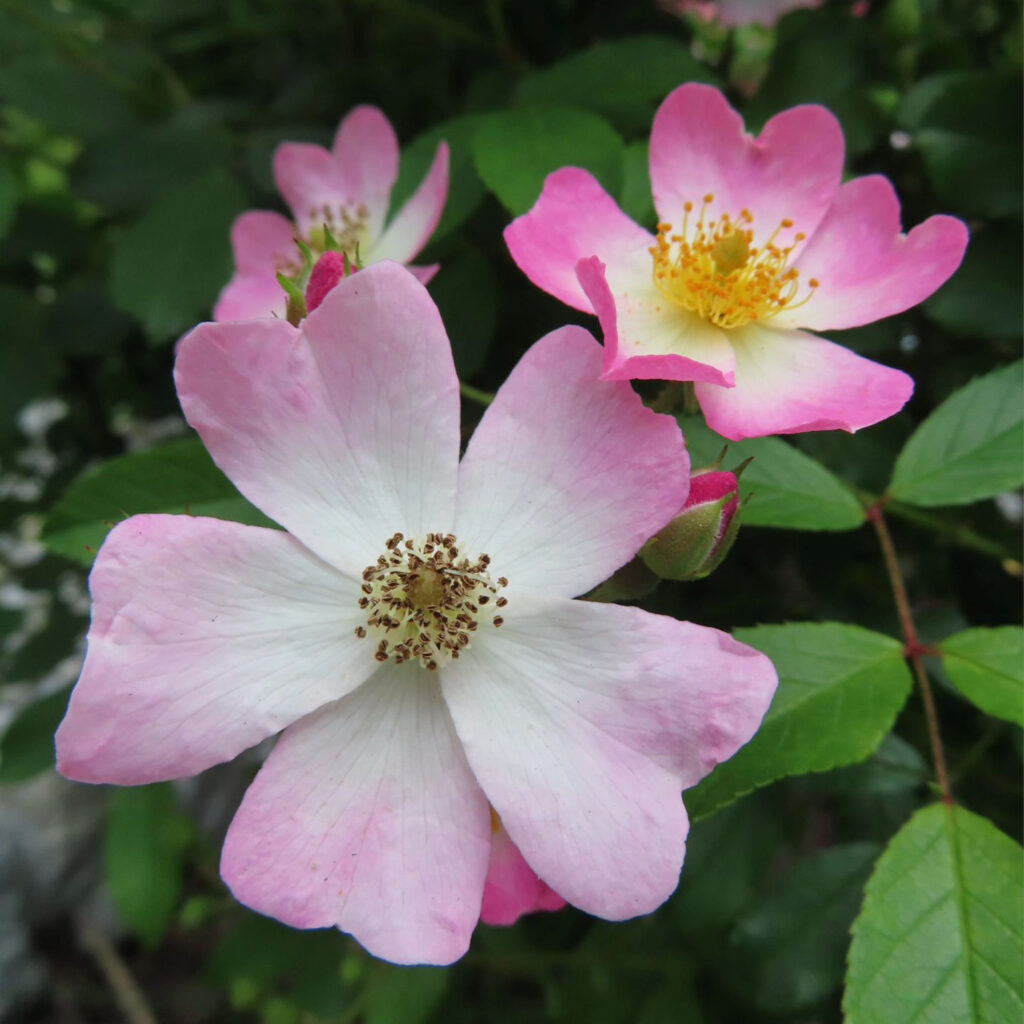 ノイバラがピンクの花を咲かせています