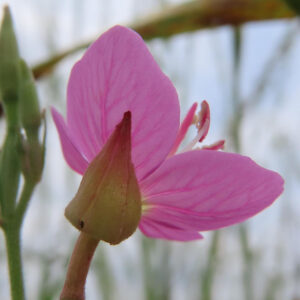 ユウゲショウの花の裏側を映した後ろ姿の接写写真