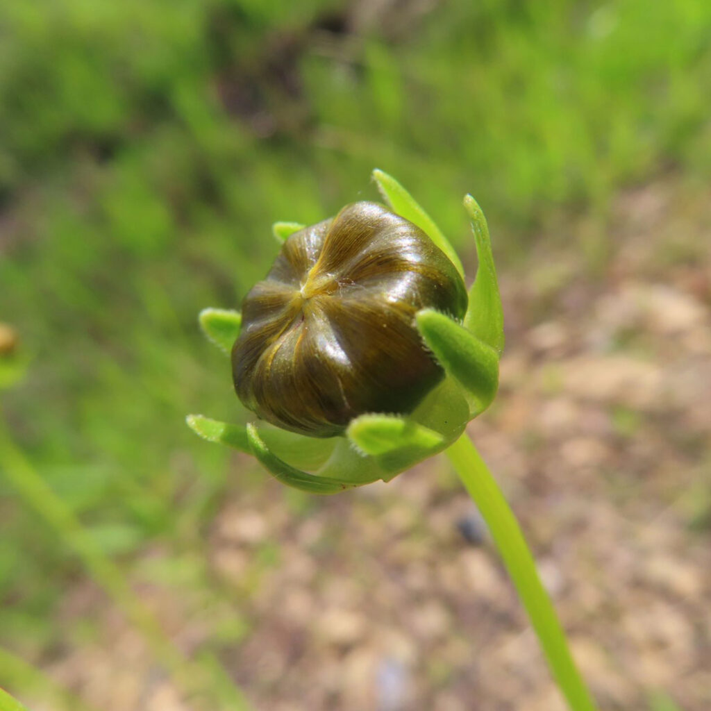 オオキンケイギクの茶色の蕾