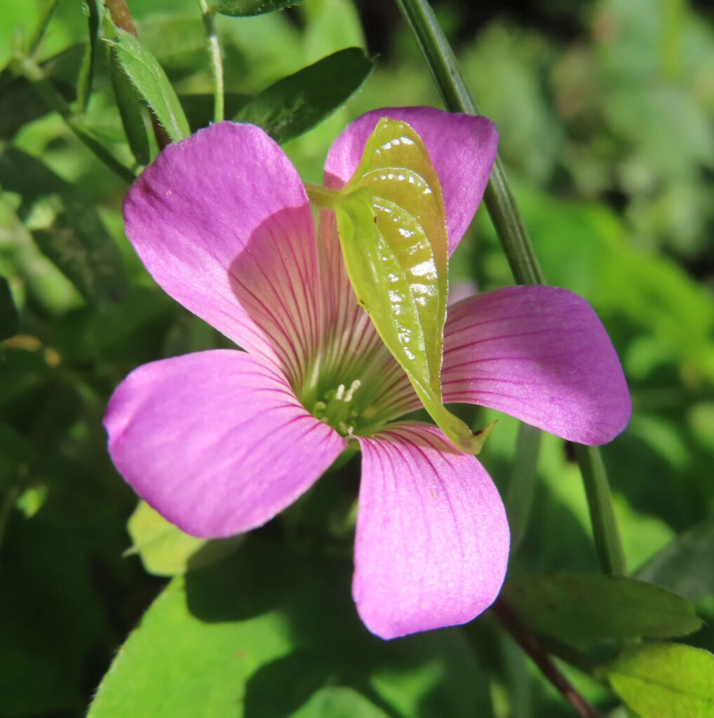 ムラサキカタバミのピンク色の花と若葉