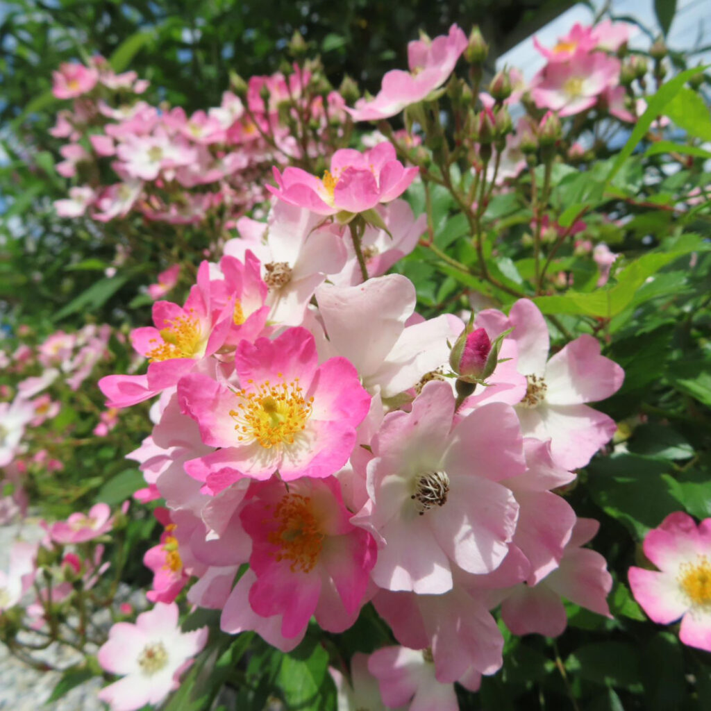 ノイバラがピンクの花を咲かせています