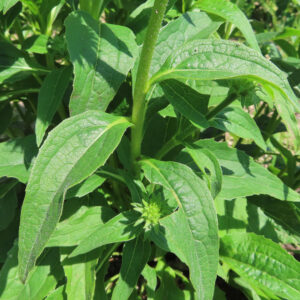 エキナセアの茎と葉を接写した高画質無料写真。毛の生えた茎と細長い緑の葉脈が鮮明に映り、根元には小さな蕾が見える