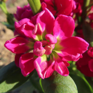 ストックのまっすぐ香る花穂を撮影した花写真
