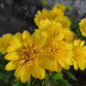 マーガレットの真珠の花を撮影した花写真