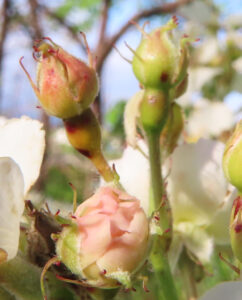 ノイバラの野ばらの白い一重花を撮影した花写真