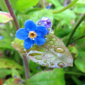 ワスレナグサの花を撮影した無料写真素材