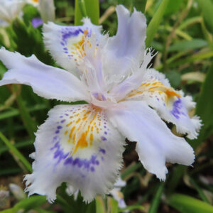 シャガの日陰に咲く文様花を撮影した花写真